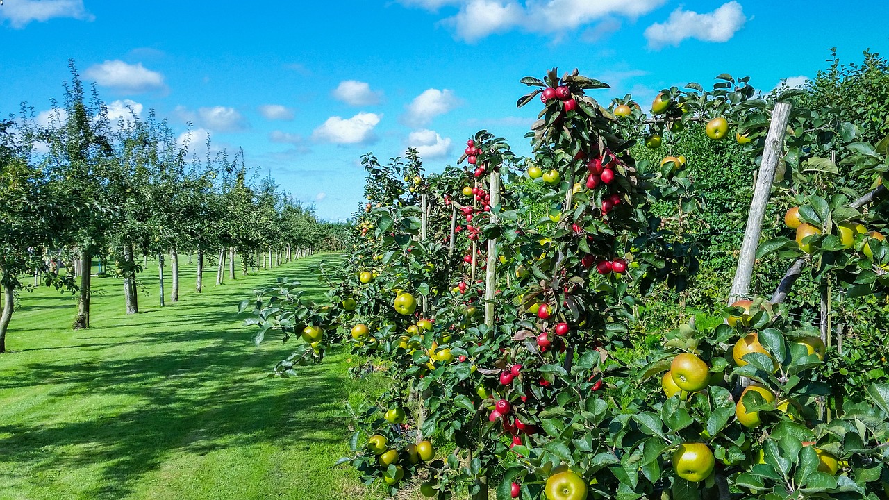 How to Plant an Eco-Friendly Orchard?